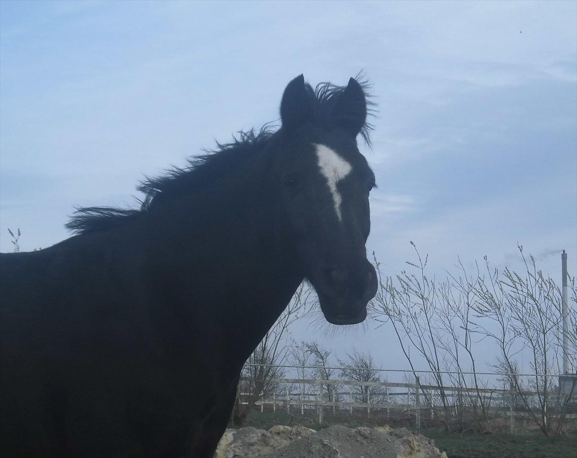 Anden særlig race Jimmy - Mon det er solen jeg kan se i det fjerne. billede 6