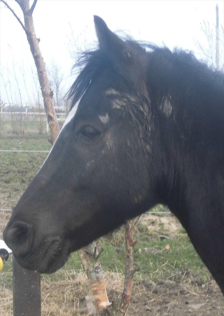 Anden særlig race Jimmy - Jeg har hygget mig. billede 4