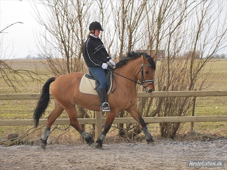 Anden særlig race Yohanna  billede 4