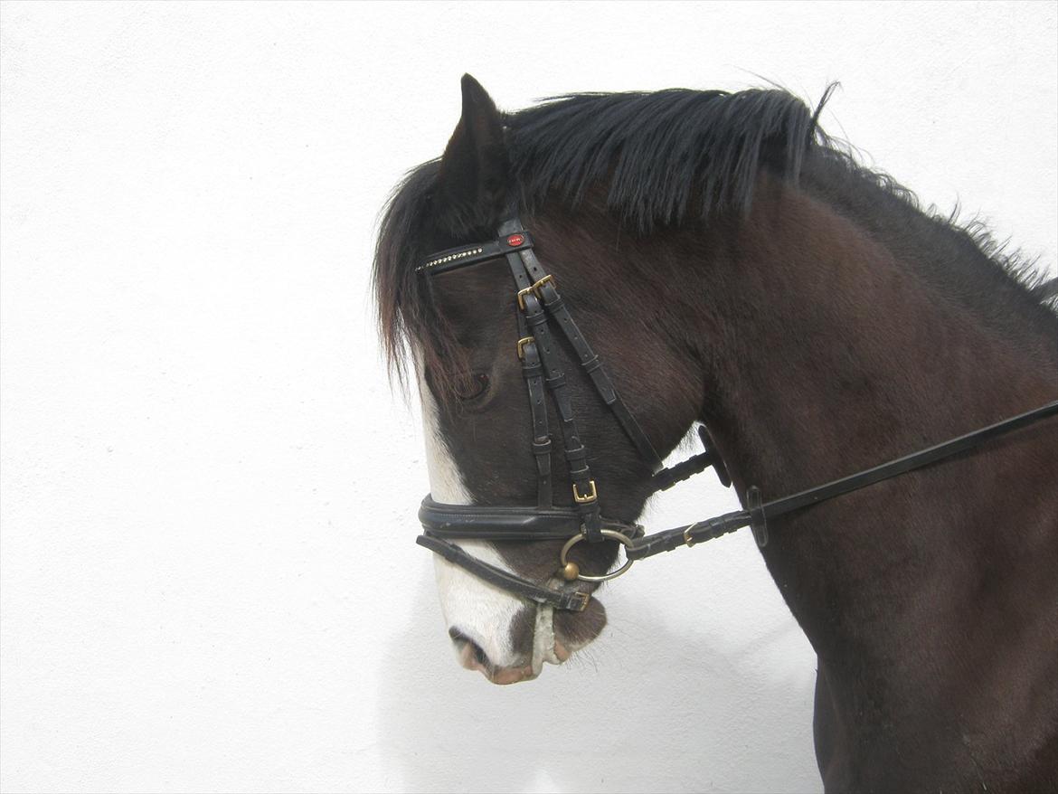 DSP Haahr's Gaia BRSDH billede 7