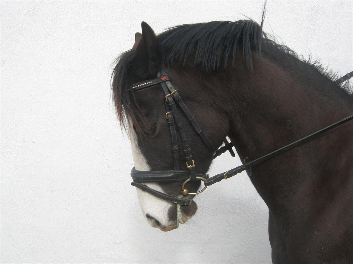 DSP Haahr's Gaia BRSDH billede 8