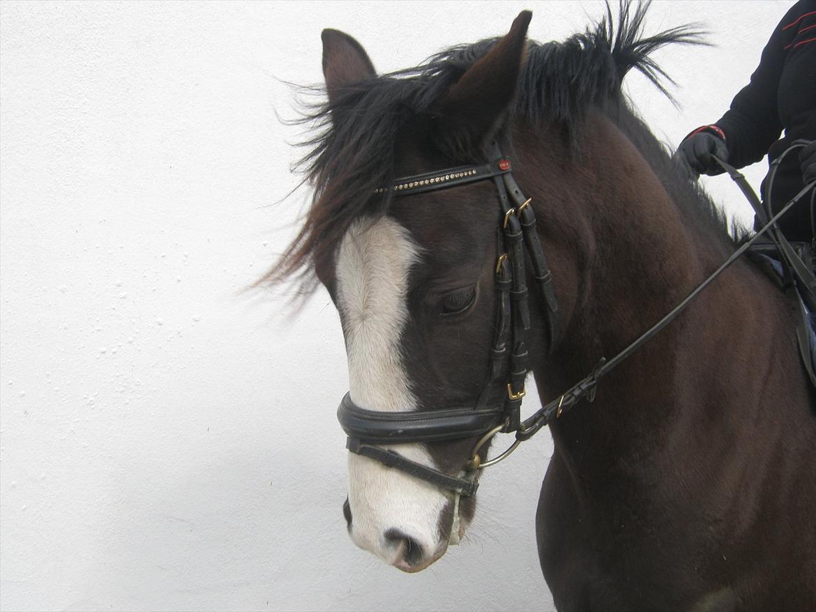 DSP Haahr's Gaia BRSDH billede 9