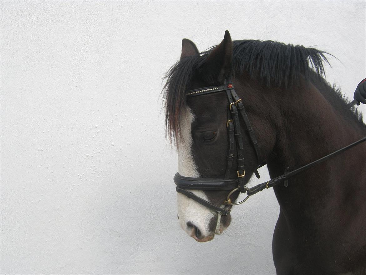 DSP Haahr's Gaia BRSDH billede 10