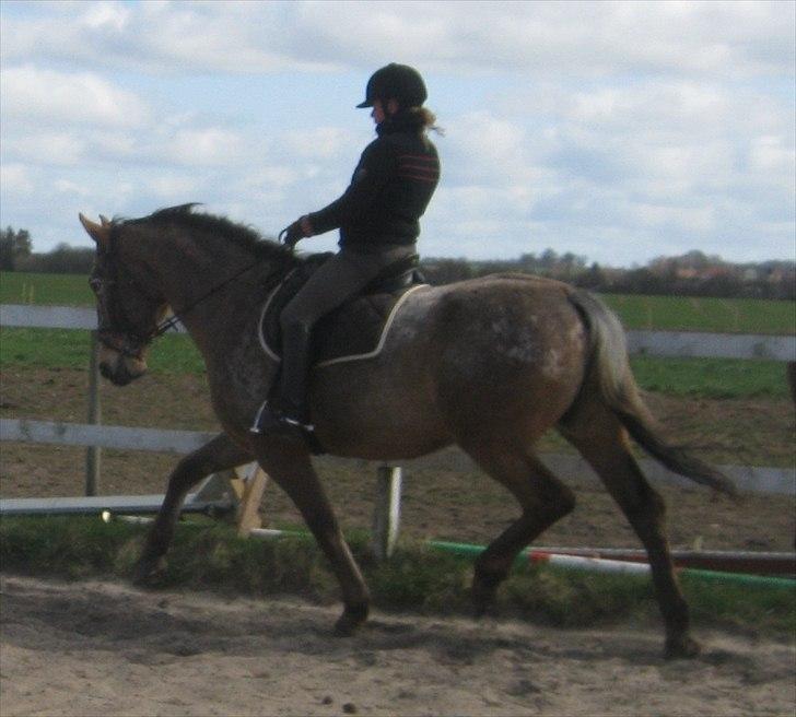 Knabstrupper Saam (Solgt) billede 13