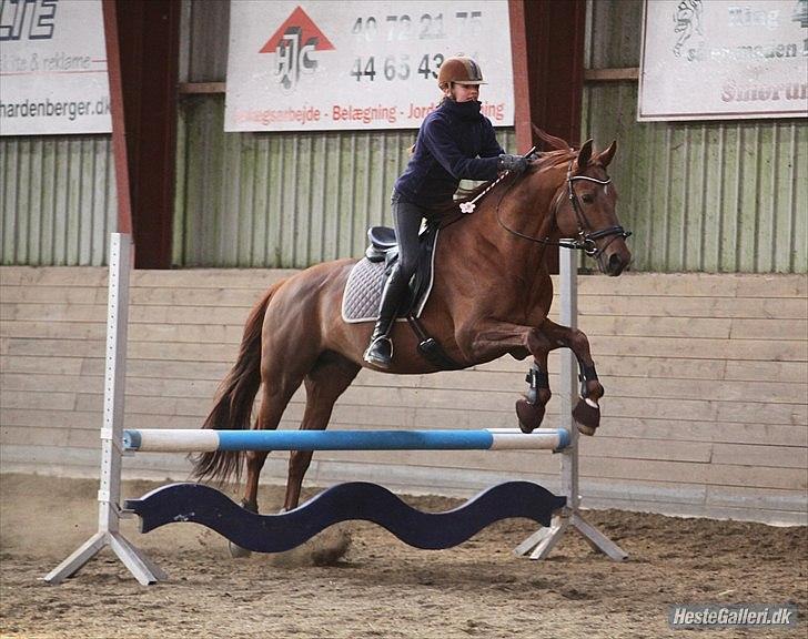 Trakehner Ferrari<3 Frejse, min ballademager!:* - Spring d. 2. april.
Du den sejeste af de sejeste! Nøj hvor du dog springer godt minskat!<3
Foto: Amalie Reffelt, tak! billede 11