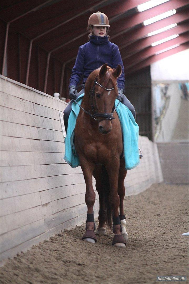 Trakehner Ferrari<3 Frejse, min ballademager!:* - At noget er perfekt, betyder ikke det er fejlfrit, men at man ikke ønsker at det er anderledes:)
Mig&Min seje hingst!<3
Foto: Amalie Reffelt, tak! billede 12