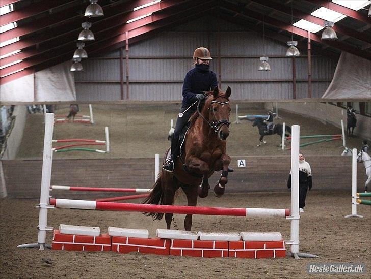 Trakehner Ferrari<3 Frejse, min ballademager!:* - Vi flyver sammen, og du bære mig over med dine vinger af selvtillid!<3
Du virkelig dejlig!<3
Foto: Amalie Reffelt, tak! billede 13