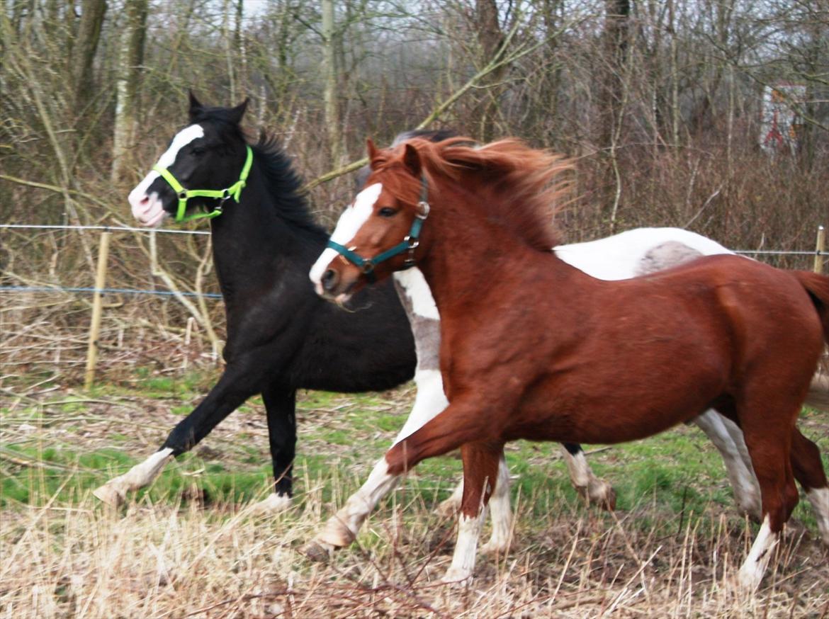 Anden særlig race Gizmo billede 11