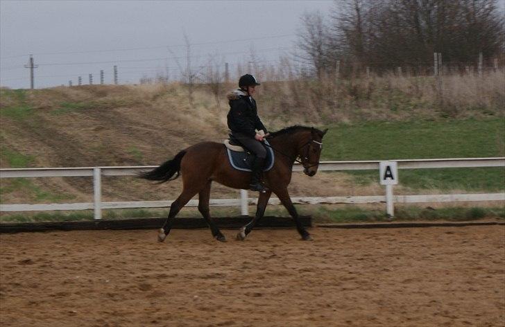 Anden særlig race | Simba | - Trav. (den 1. april 2012) billede 6
