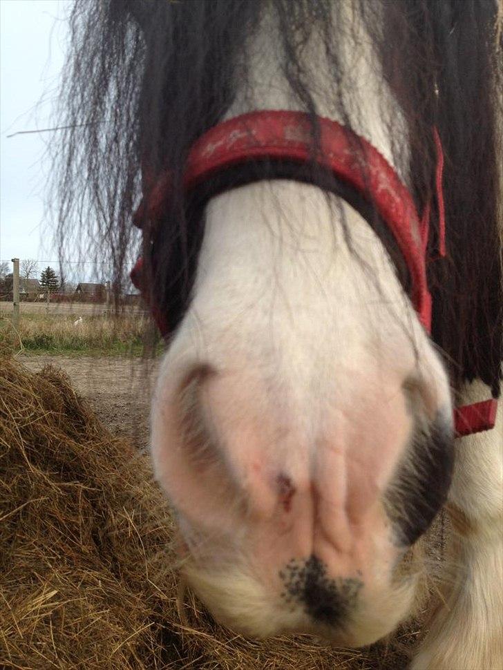 Irish Cob Axelved´s Silken Eachan billede 11