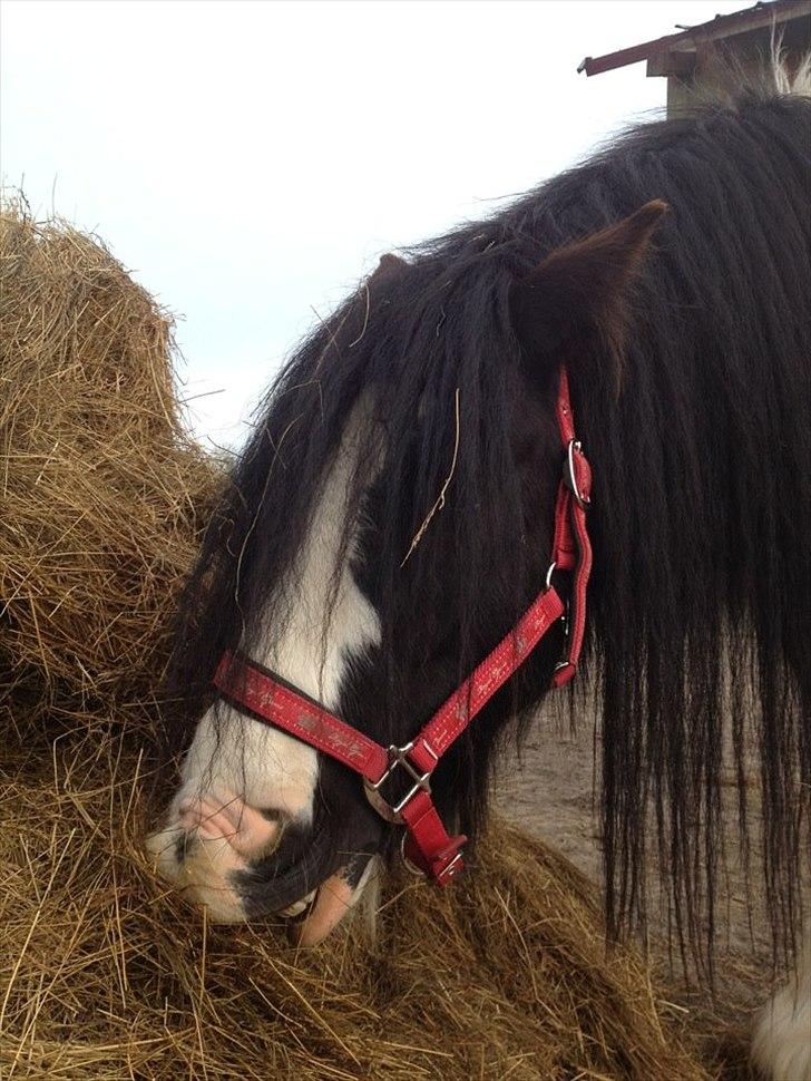 Irish Cob Axelved´s Silken Eachan billede 12