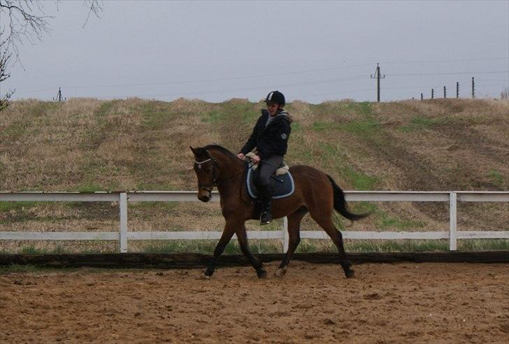 Anden særlig race | Simba | - Trav. (den 1. april 2012) billede 7