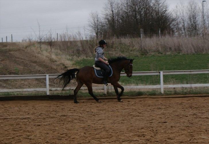 Anden særlig race | Simba | - Galop. (den 1. april 2012) billede 10