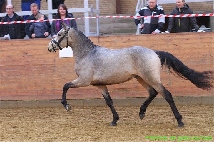 DSP Jægersborgs Mr. Darcy - Kåring som 3 års billede 2