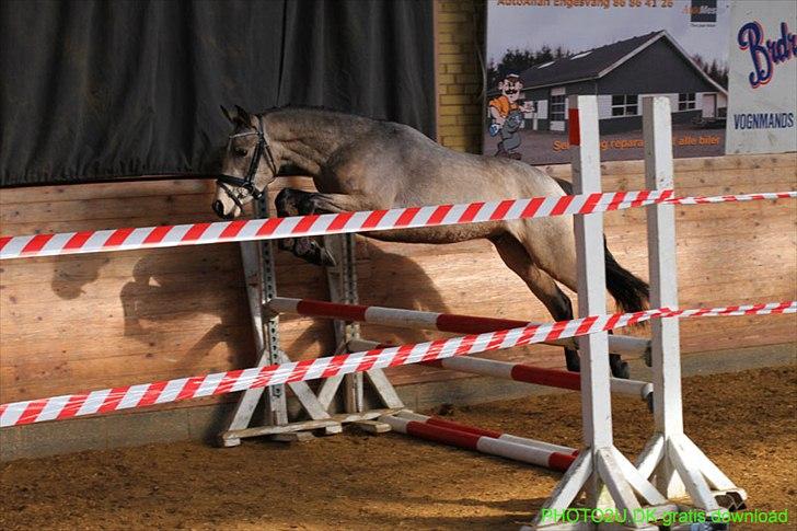 DSP Jægersborgs Mr. Darcy billede 5