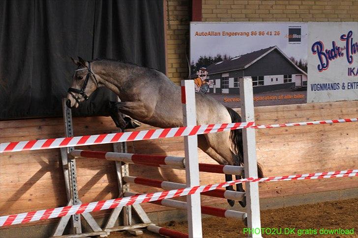 DSP Jægersborgs Mr. Darcy billede 3