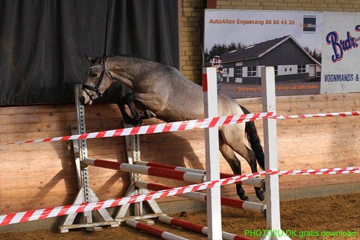 DSP Jægersborgs Mr. Darcy billede 4