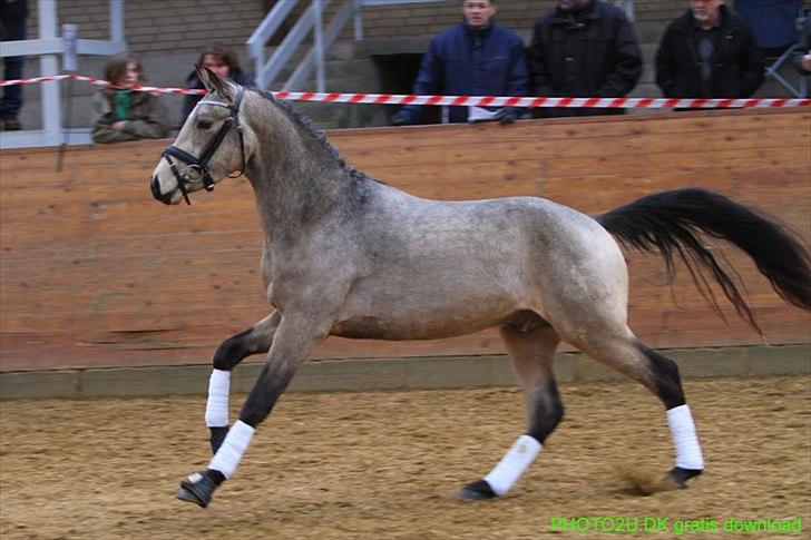 DSP Jægersborgs Mr. Darcy billede 1