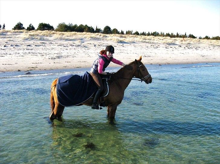 Dansk Varmblod Hjælmsbjergs Pocharma billede 6