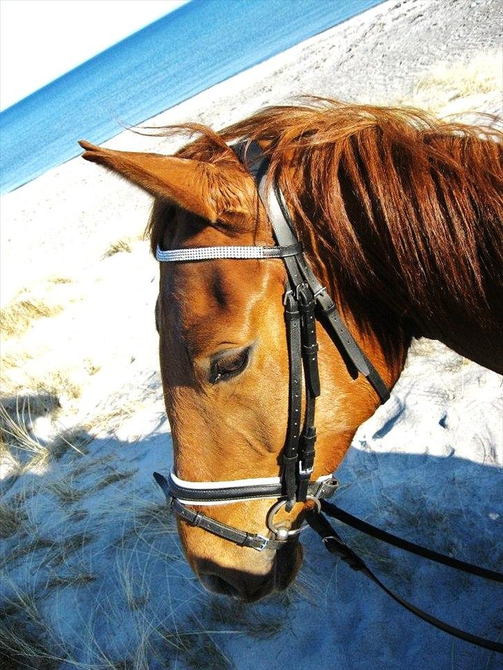 Dansk Varmblod Hjælmsbjergs Pocharma billede 7