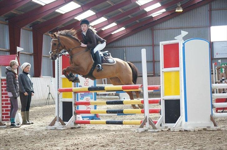 Hollandsk Sportspony Cesar solgt :( - LA i Hylke 2012 - fine ture! billede 14