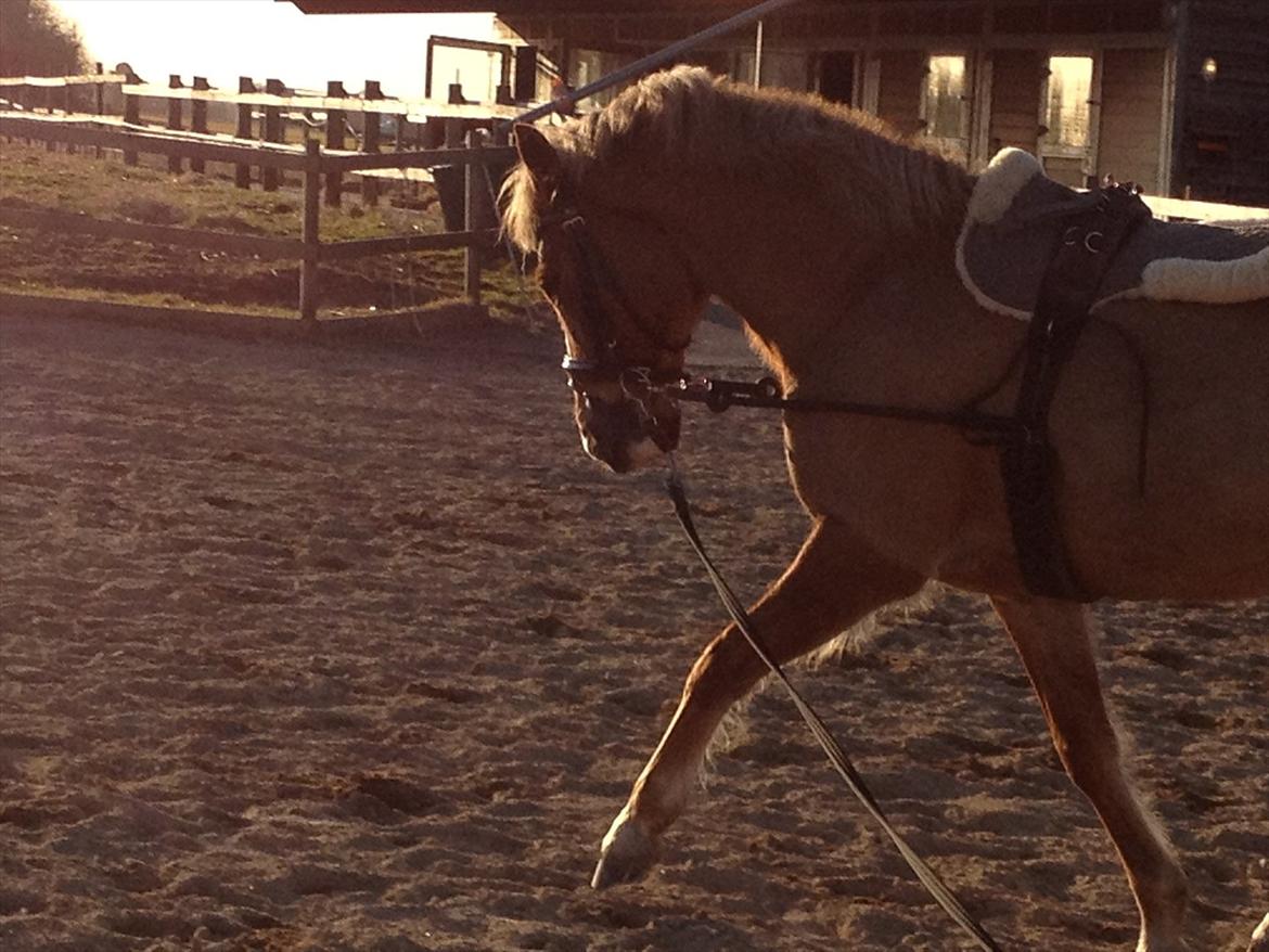 New Forest Firfod Flittiglize - Hvem siger at min pony ikke kan flytte benene?:-*
Flittig i longen på en solnedgang;)<3<3 billede 3