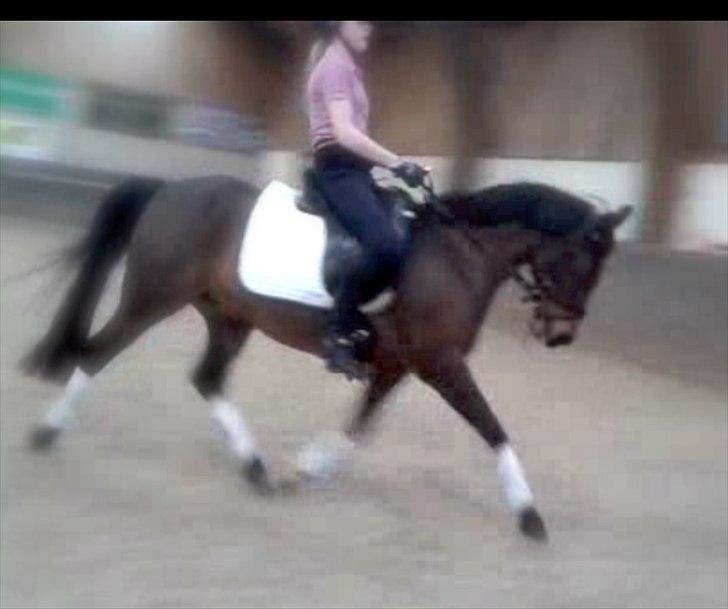 DSP Svanfolks Rebecca billede 3