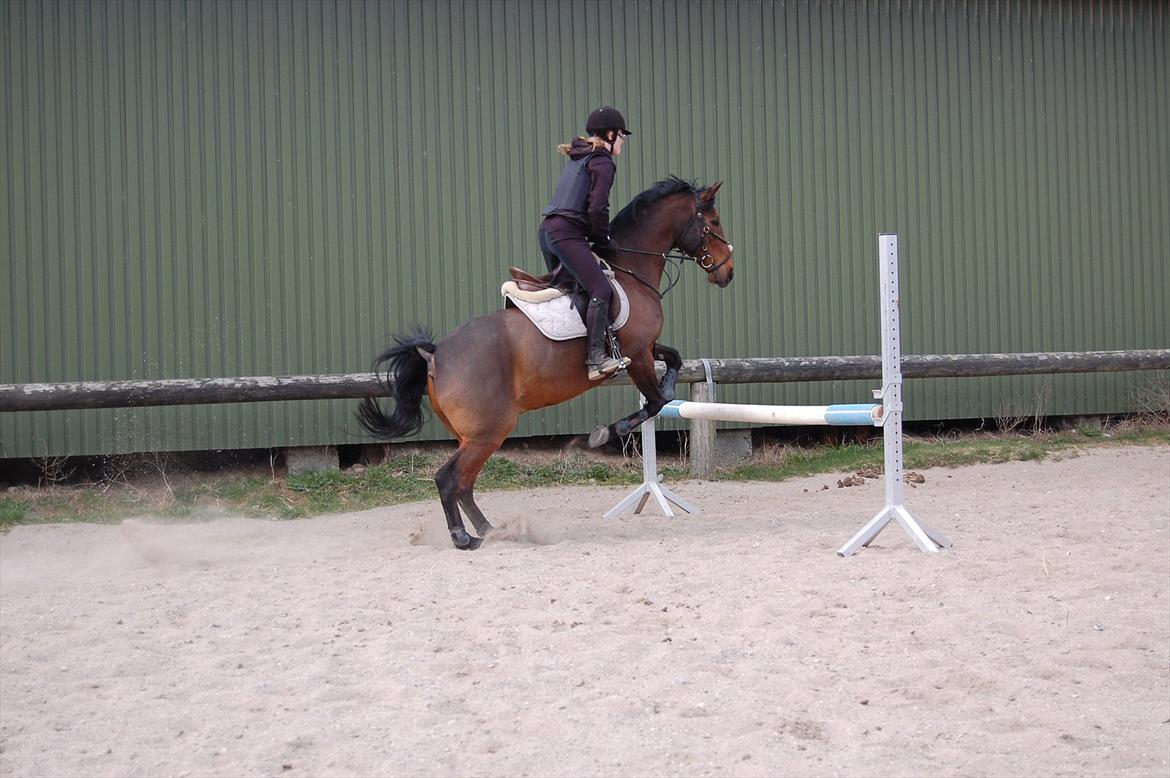 Anden særlig race Liesje - "Hvis Gud har skabt noget smukkere end hesten,
har han beholdt det for sig selv."

Spring træning d 3. april - 2012.
80 cm.<3

Foto af - Far billede 18