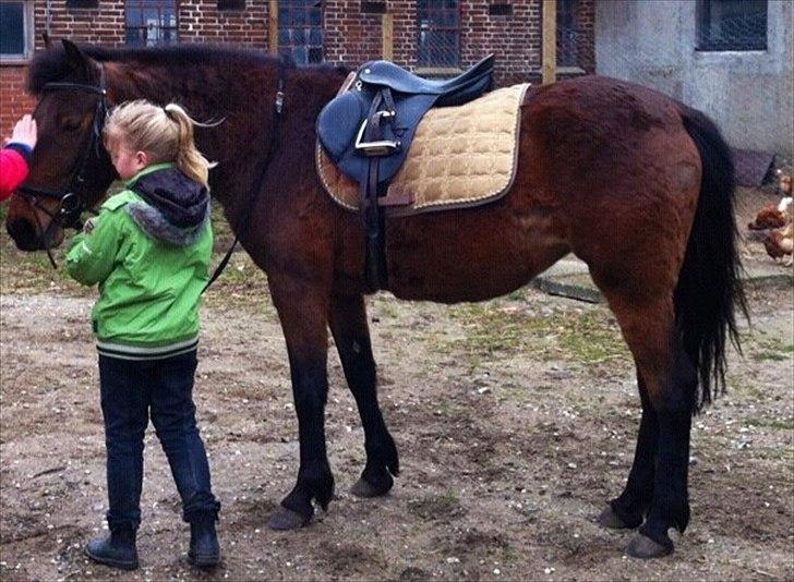 Anden særlig race Freja. [Tidl. Hest] billede 4