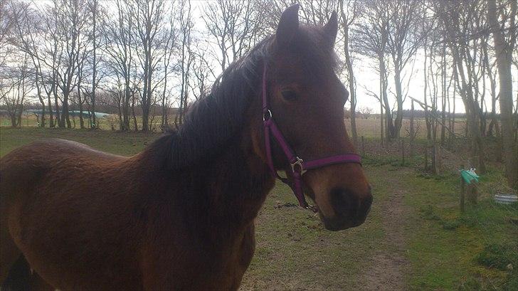 Anden særlig race Freja. [Tidl. Hest] billede 5