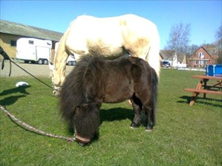 Shetlænder Goliath The Terminator - Tumse og Numse! <3 billede 13