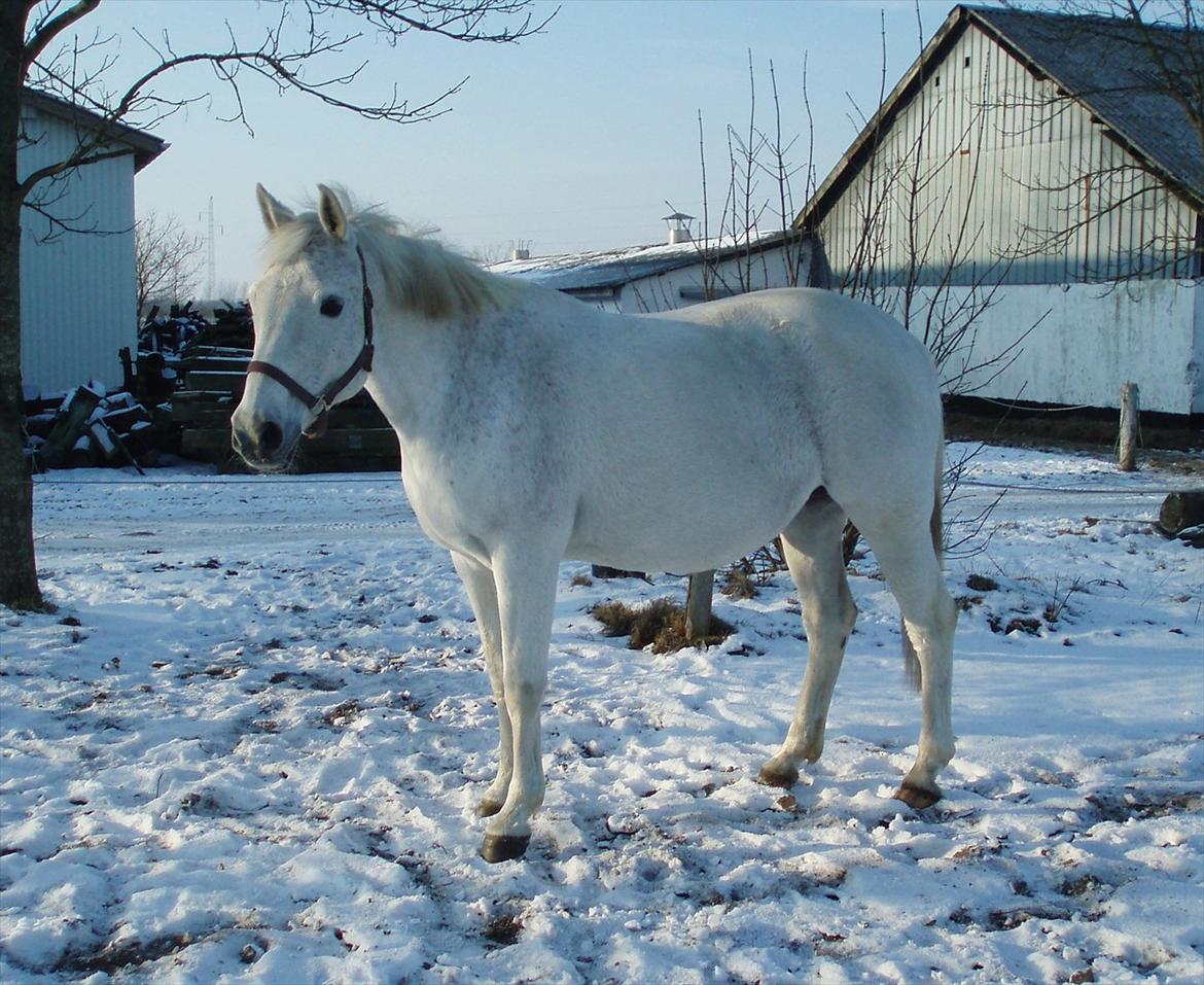 Dansk Varmblod La Fayett billede 15