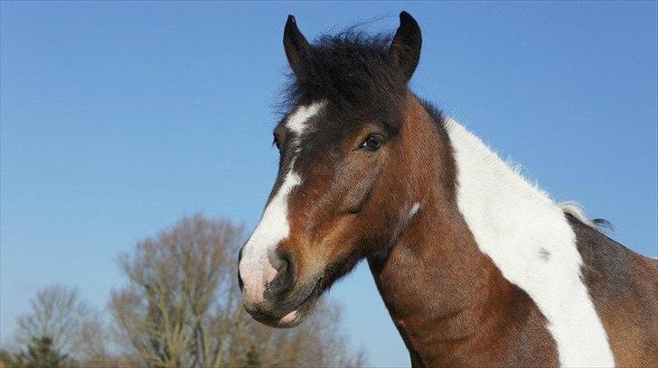 Anden særlig race Boogie<3 *My life* - Velkommen til Boogie's profil. :-D  billede 1