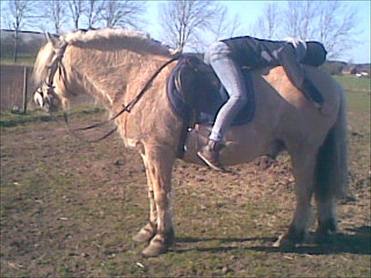 Fjordhest Lukas  - En bedsteven for evigt, min kærlighed til dig er stor! Ingen ting kan ødelægge vores venskab!:*<3 billede 8