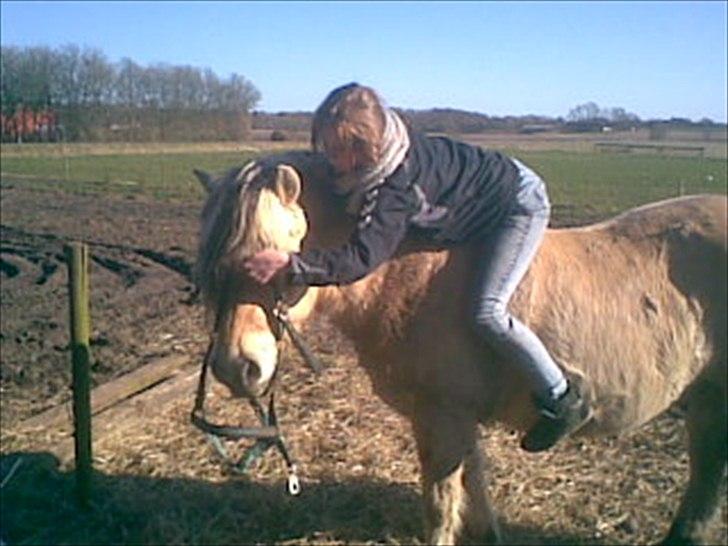 Fjordhest Lukas  - En tillid er stor, men kærlighed er størst!;*<3 billede 6