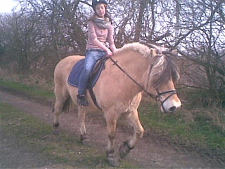 Fjordhest Lukas  - Jaah, gå tur :D<3 billede 2