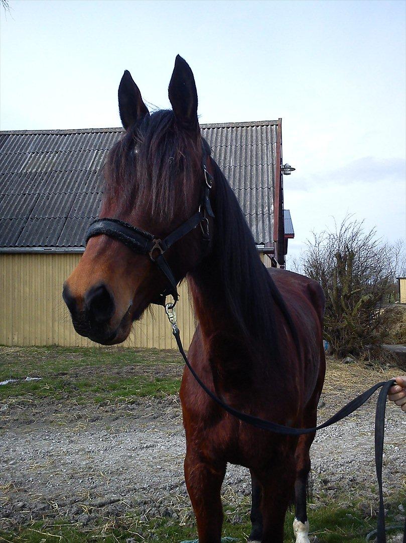 Traver Dillon - Lige læsset ud af traileren billede 1