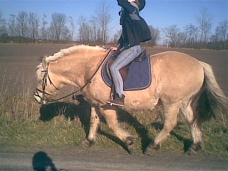 Fjordhest Lukas  billede 4