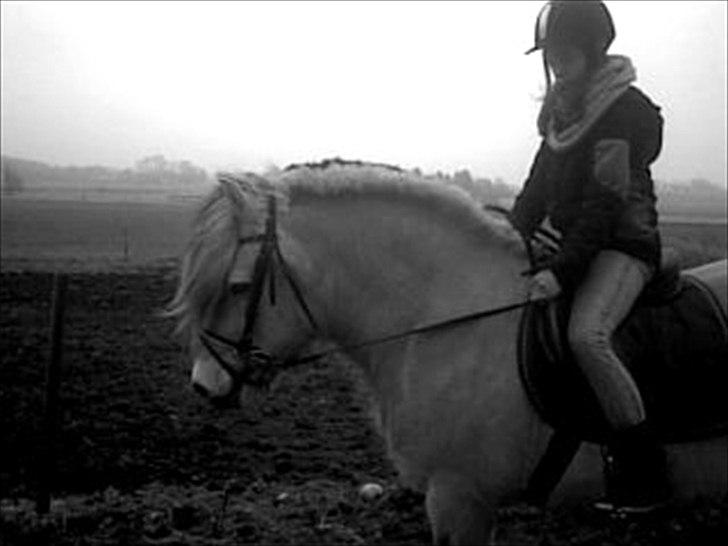 Fjordhest Lukas  - „A friend is one that knows you as you are, understands where you have been, accepts what you have become, and still, gently allows you to grow.“ billede 10