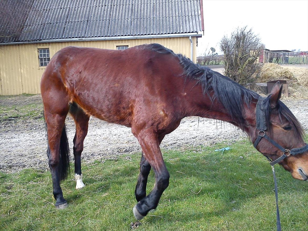 Traver Dillon - Lige læsset ud af traileren billede 2