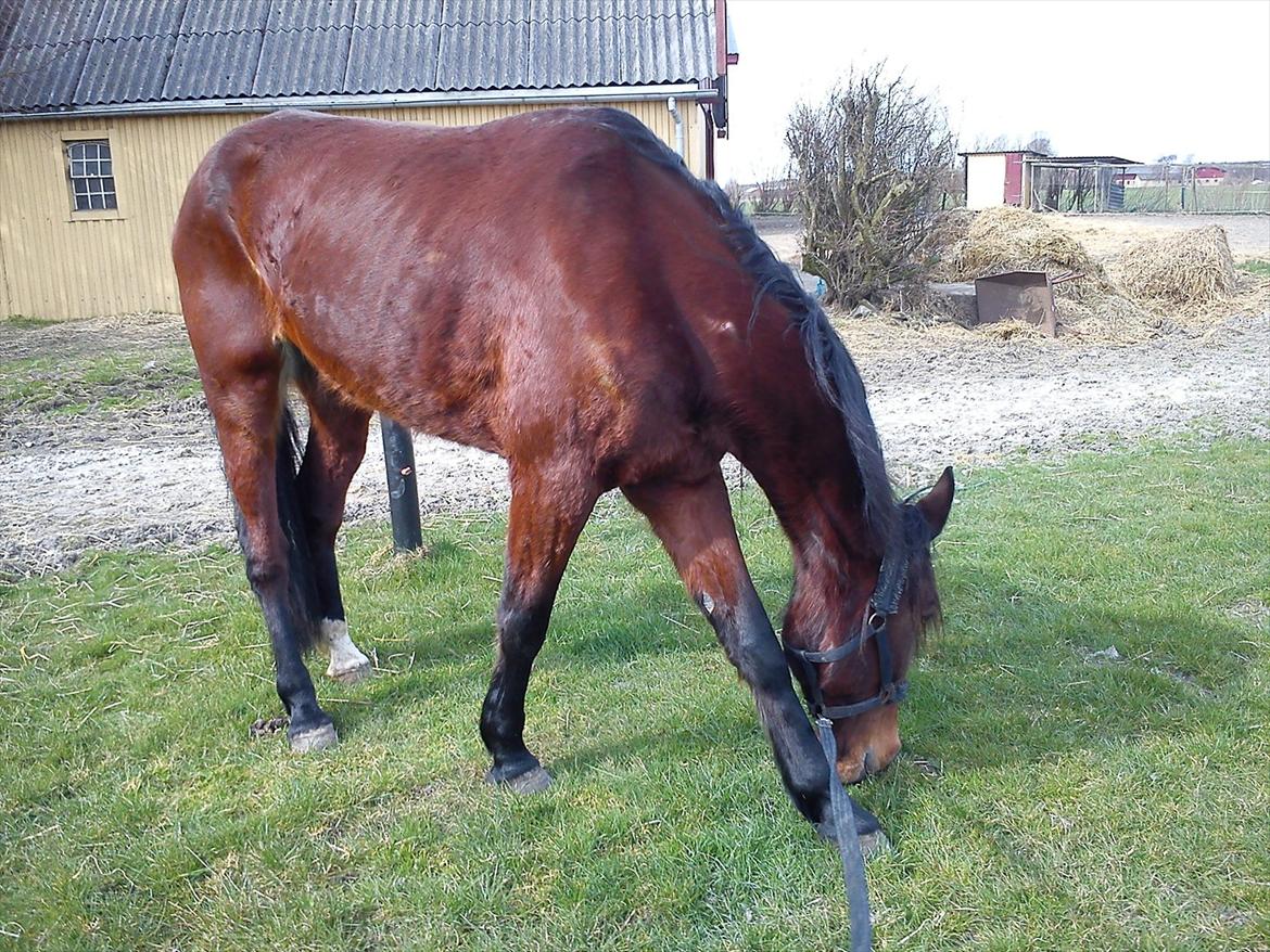 Traver Dillon - Lige læsset ud af traileren billede 3