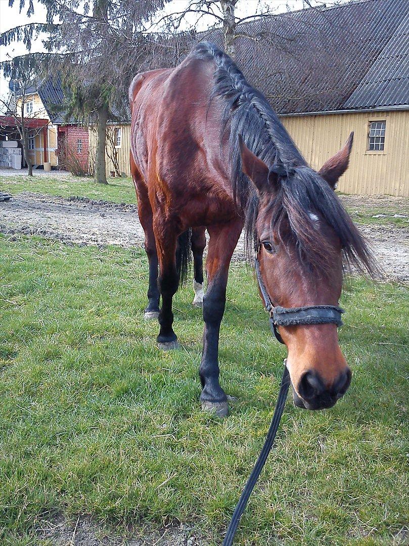 Traver Dillon - Lige læsset ud af traileren billede 4