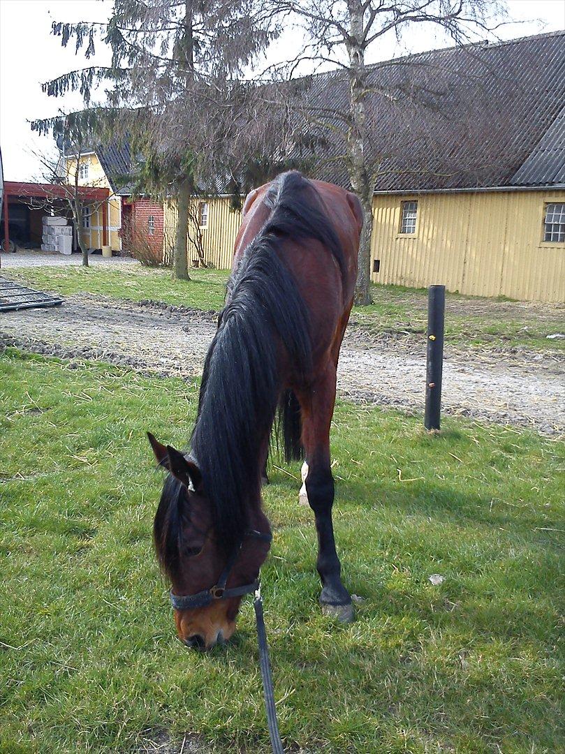 Traver Dillon - Lige læsset ud af traileren billede 5