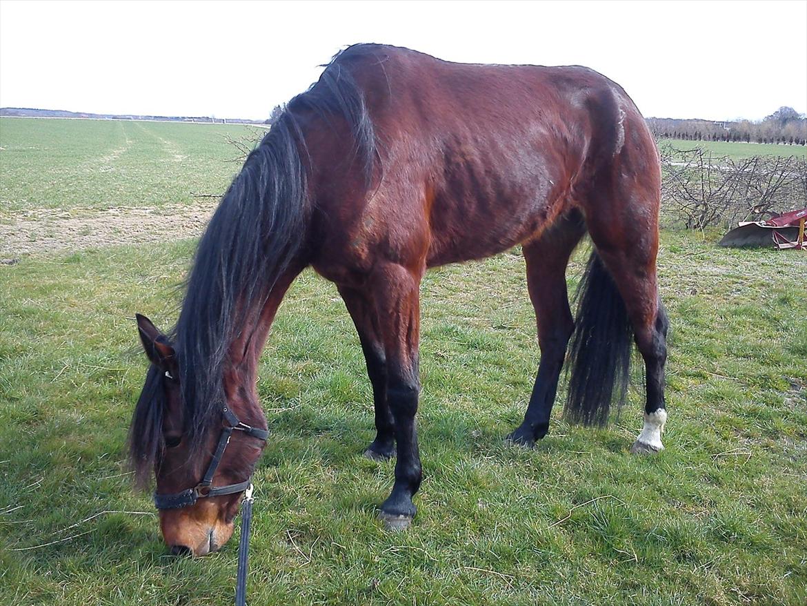 Traver Dillon - Lige læsset ud af traileren billede 6
