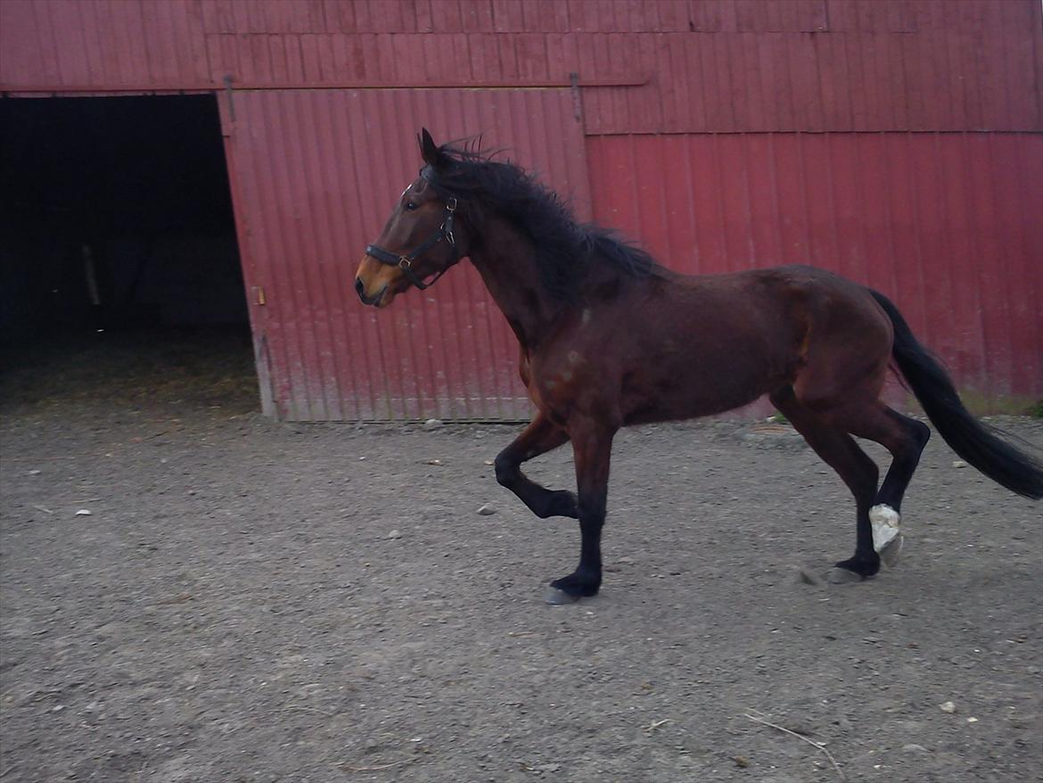 Traver Dillon - Første gang på folden ;)  billede 10