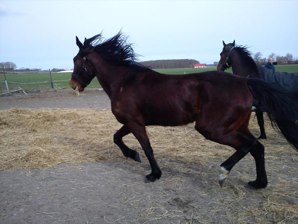 Traver Dillon - Første gang på folden ;)  billede 11