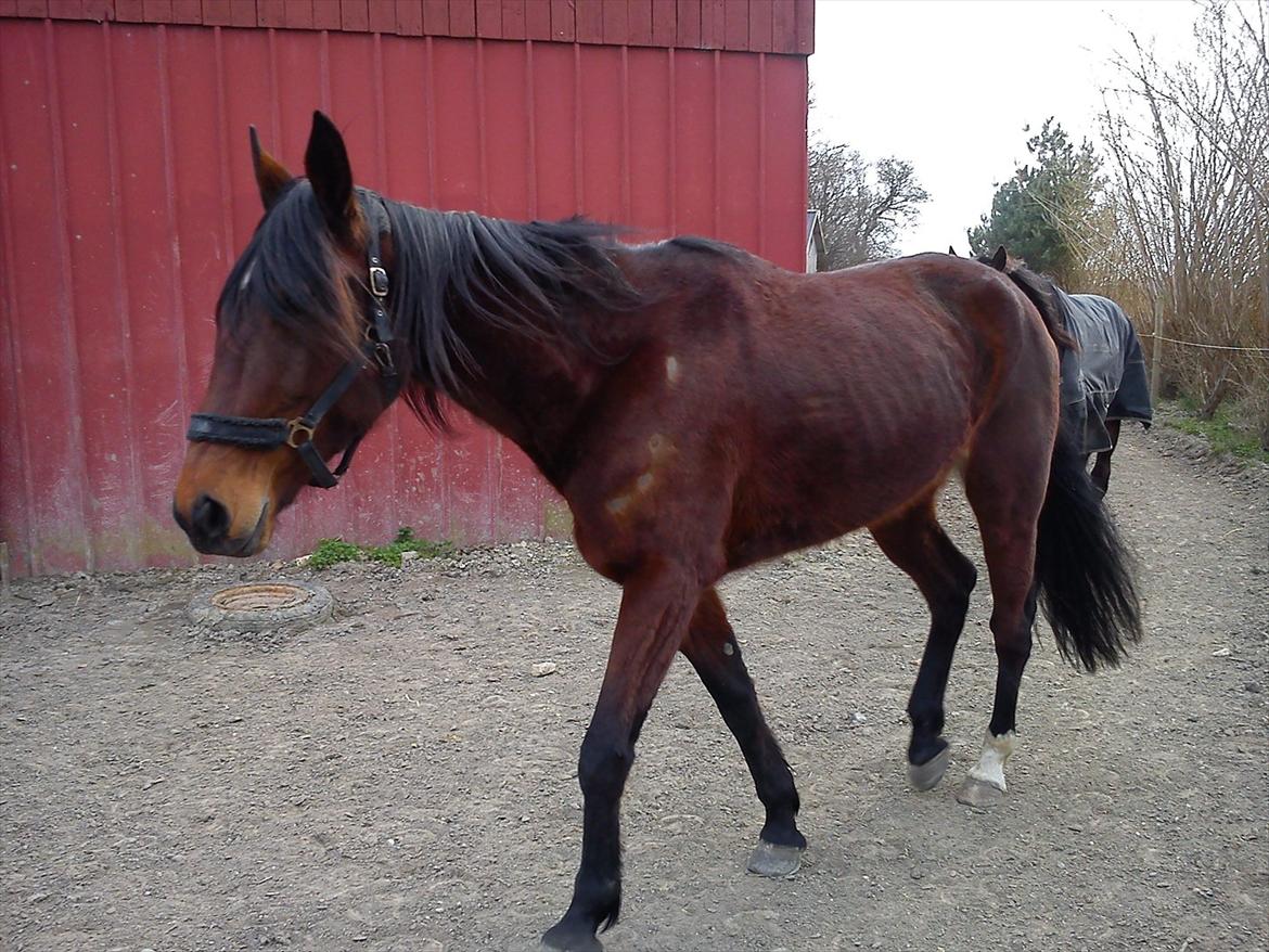 Traver Dillon - Første gang på folden ;)  billede 12