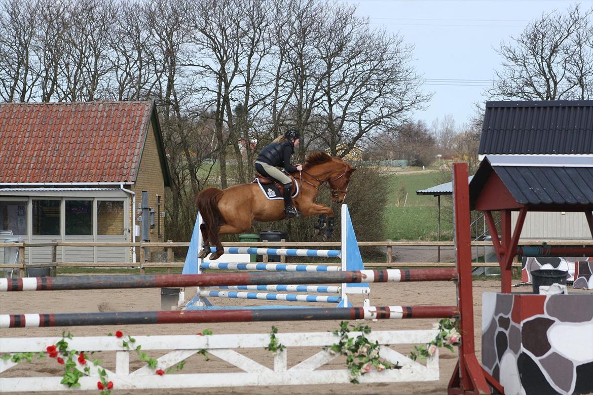 Dansk Varmblod Coam Laquita - overspringer lidt ;-)  billede 15