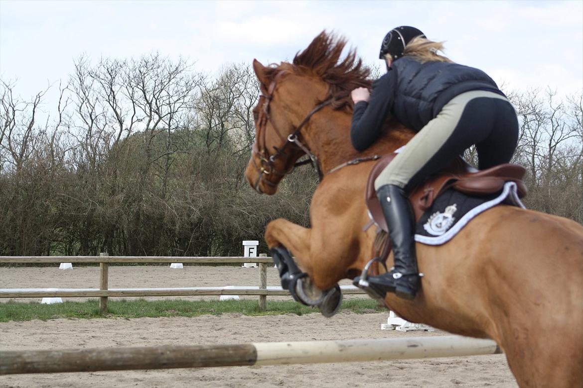 Dansk Varmblod Coam Laquita - vi er to, men vi flyver som en! <3 billede 16