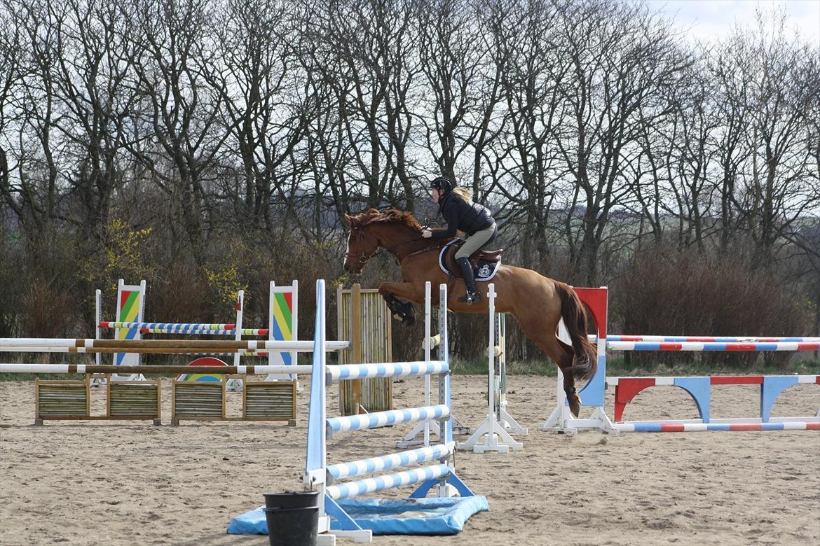 Dansk Varmblod Coam Laquita - Min lille hest er NICE! <3 billede 17